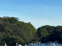 -井之头恩赐公园
