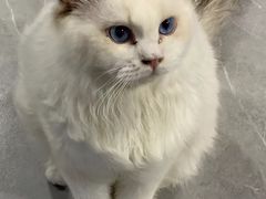 -松果猫咖(桐乡吾悦金街店)