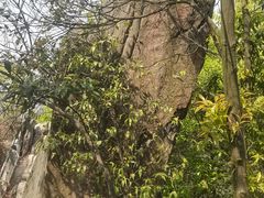 -南山植物园