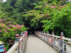 -西双版纳原始森林公园