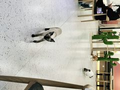 -喵园·猫主题咖啡厅·撸猫·猫咖(国贸店)