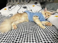 -中农国际动物医院24小时·猫科·骨科·急重症中心