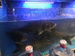 -姜君·千岛湖鱼头馆(浦东大道店)