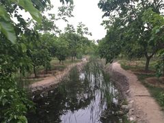 -御林古桑园