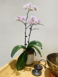 -悦尚生活空间•瑜伽普拉提•悦心芳香疗愈SPA