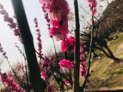 -香雪海