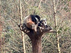 -都江堰中华大熊猫苑
