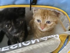 -爱侣宠医·鹦鹉专科·小型哺乳类·异宠专科(灵石路店)