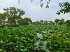 -无锡蠡湖国家湿地公园-蠡园