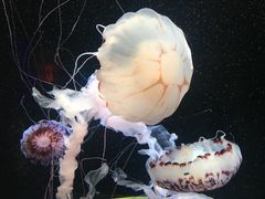 -成都浩海立方海洋公园