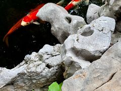-鲤院·新中式美学·庭院餐厅(夫子庙店)