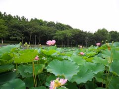 -桐乡植物园