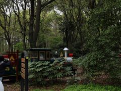 -上海共青森林公园