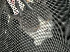 -四月宠物医院·猫专科·心脏专科·内科(转塘店)