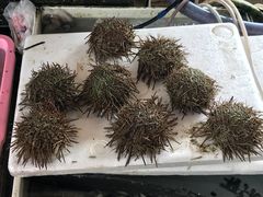 -大湾区中央湿地公园-十九涌