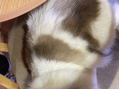 -白兔子密室(长寿路店)