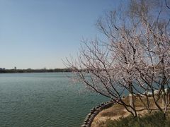 -大兴滨河森林公园