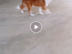 -宠物之家Pets Home 宠物寄养酒店