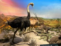 -国家自然博物馆