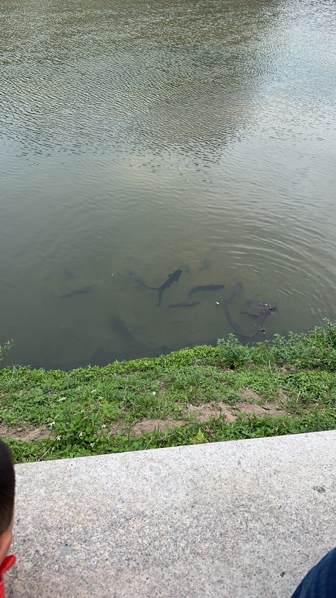 观澜河湿地公园图片