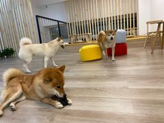 -柴迷FANS CLUB·柴犬狗咖·猫咖