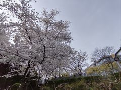 -嘉定紫藤园