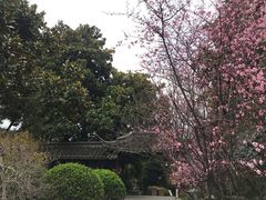 -梅园