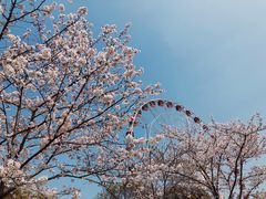 -顾村公园