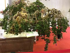 -东南花都花博园