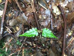 -藏龙百瀑风景区