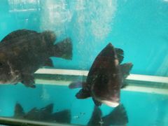-崖口红树林海鲜餐厅