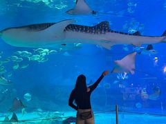-烟台海昌鲸鲨海洋公园