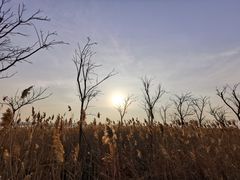 -盐城丹顶鹤湿地生态旅游区