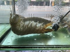 -凯华海鲜火锅·传承三十六年