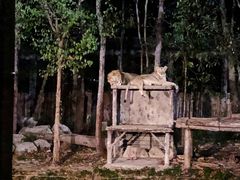 -清迈夜间动物园