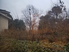 -上海市保健医疗中心(华东疗养院)
