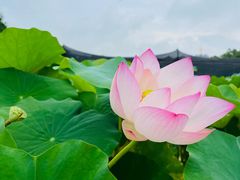 -南山植物园