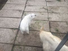 -小鱼草莓采摘园农家乐·小鱼餐厅