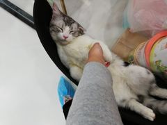 -糯米喵星人·撸猫猫舍咖啡馆(西市场嘉华店)