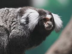 -上海大自然野生昆虫馆(东方明珠·爬宠昆虫探索中心)