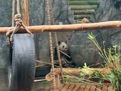 -深圳野生动物园