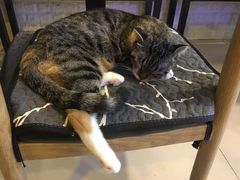 -平行世界·猫咖(首经贸店)