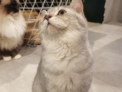 -猫儿山۰猫主题餐厅