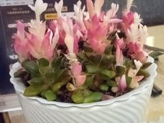 -永泰福朋喜来登酒店-宜客乐自助餐厅(远大路店)