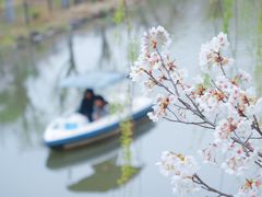 -顾村公园