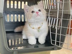 -lincat·猫舍(广州店)