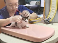 -联合动物医院(光谷诊疗中心)