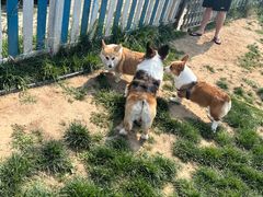 -趣玩宠物乐园寄养训犬训狗游泳池