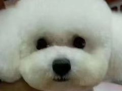 -PETKIT小佩宠物(古北店)