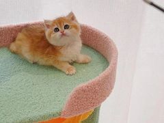 -猫十亿·布偶金渐层·曼基康矮脚猫舍(青年路店)